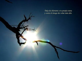 Deja de aferrarte a tu propia rama y corre el riesgo de volar más alto   