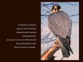 El maestro le informó que uno de los halcones respondía perfectamente al entrenamiento, pero que el otro no se había movido de la rama donde lo dejó desde el día de su llegada.   
