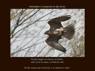 Intimidado, el campesino le dijo al rey: No fue magia ni ciencia, mi Señor,  sólo corte la rama y el halcón voló. Se dio cuenta que tenía alas y se empezó a volar.  