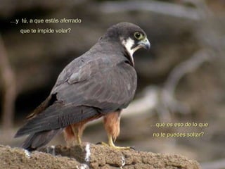 … y  tú, a que estás aferrado que te impide volar? … qué es eso de lo que no te puedes soltar?  
