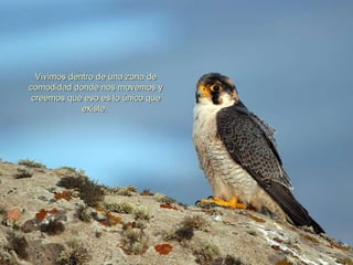 Vivimos dentro de una zona de comodidad donde nos movemos y creemos que eso es lo único que existe.  