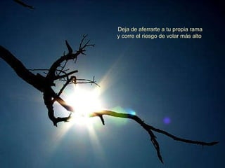 Deja de aferrarte a tu propia rama y corre el riesgo de volar más alto   