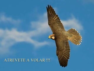 ATREVETE A VOLAR !!! 