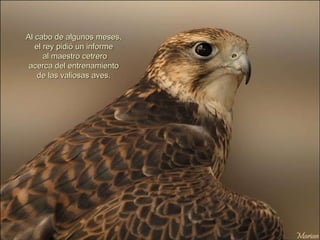 Al cabo de algunos meses, el rey pidió un informe al maestro cetrero acerca del entrenamiento de las valiosas aves. 