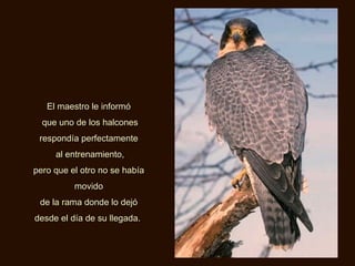 El maestro le informó que uno de los halcones respondía perfectamente al entrenamiento, pero que el otro no se había movido de la rama donde lo dejó desde el día de su llegada.   