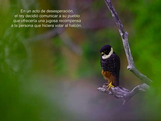 En un acto de desesperación, el rey decidió comunicar a su pueblo que ofrecería una jugosa recompensa a la persona que hiciera volar al halcón.  