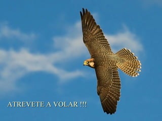 ATREVETE A VOLAR !!!ATREVETE A VOLAR !!!
 