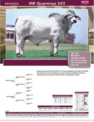 Raçadores para corte 2009 Brahman