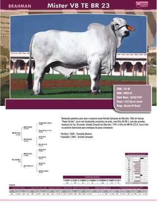 Raçadores para corte 2009 Brahman