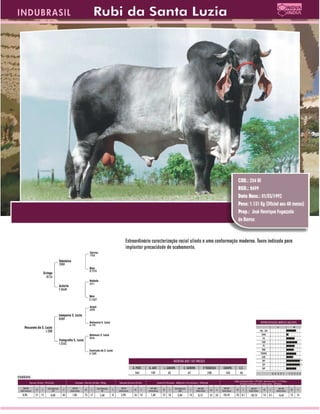 Corte 2009 Indubrasil