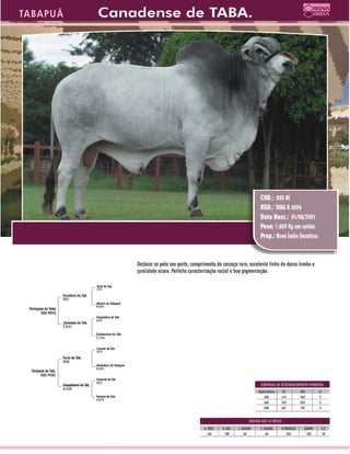 Raçadores para corte 2009 Tabapua