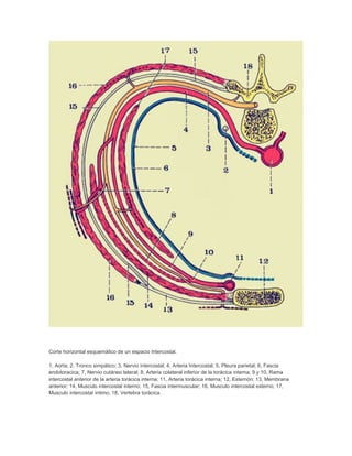 Corte horizontal esquemático de un espacio Intercostal.
1, Aorta; 2, Tronco simpático; 3, Nervio intercostal; 4, Arteria Intercostal; 5, Pleura parietal; 6, Fascia
endotoracica; 7, Nervio cutáneo lateral; 8, Arteria colateral inferior de la torácica interna; 9 y 10, Rama
intercostal anterior de la arteria torácica interna; 11, Arteria torácica interna; 12, Esternón; 13, Membrana
anterior; 14, Musculo intercostal interno; 15, Fascia intermuscular; 16, Musculo intercostal externo; 17,
Musculo intercostal íntimo; 18, Vertebra torácica.
 
