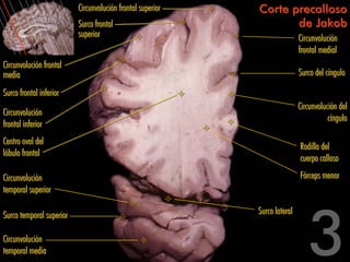 Circunvolución frontal superior   Corte precalloso
                          Surco frontal                            de Jakob
                          superior                                          Circunvolución
                                                                            frontal medial
Circunvolución frontal
media                                                                       Surco del cíngulo

Surco frontal inferior
                                                                            Circunvolución del
Circunvolución
                                                                                       cíngulo
frontal inferior
Centro oval del
                                                                            Rodilla del
lóbulo frontal
                                                                            cuerpo calloso

Circunvolución                                                              Fórceps menor
temporal superior

Surco temporal superior                                     Surco lateral

Circunvolución
temporal media
 