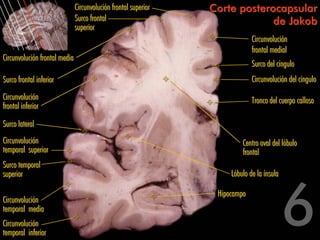 Circunvolución frontal superior   Corte posterocapsular
                               Surco frontal                                  de Jakob
                               superior
                                                                              Circunvolución
                                                                              frontal medial
Circunvolución frontal media
                                                                              Surco del cíngulo
Surco frontal inferior                                                        Circunvolución del cíngulo
Circunvolución                                                                Tronco del cuerpo calloso
frontal inferior

Surco lateral
Circunvolución                                                            Centro oval del lóbulo
temporal superior                                                         frontal
Surco temporal
superior                                                              Lóbulo de la ínsula

                                                                  Hipocampo
Circunvolución
temporal media
Circunvolución
temporal inferior
 