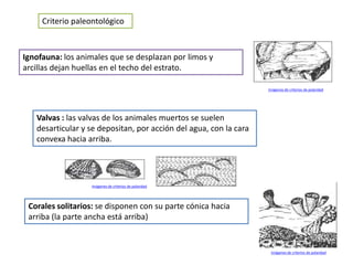 Criterio paleontológico



Ignofauna: los animales que se desplazan por limos y
arcillas dejan huellas en el techo del estrato.

                                                                   Imágenes de criterios de polaridad




   Valvas : las valvas de los animales muertos se suelen
   desarticular y se depositan, por acción del agua, con la cara
   convexa hacia arriba.




                  Imágenes de criterios de polaridad




 Corales solitarios: se disponen con su parte cónica hacia
 arriba (la parte ancha está arriba)


                                                                    Imágenes de criterios de polaridad
 