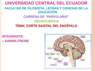 UNIVERSIDAD CENTRAL DEL ECUADOR
FACULTAD DE FILOSOFÍA, LETRAS Y CIENCIAS DE LA
EDUCACIÓN
CARRERA DE “PARVULARIA”
NEUROCIENCIA
TEMA: CORTE SAGITAL DEL ENCÉFALO
INTEGRANTE:
 KARINA FREIRE
 