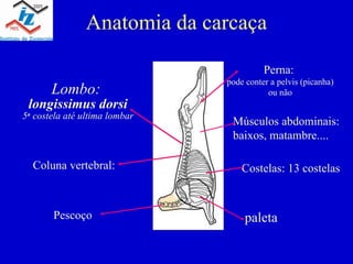 Anatomia da carcaça Perna: pode conter a pelvis (picanha) ou não Coluna vertebral: Costelas: 13 costelas Pescoço paleta Músculos abdominais: baixos, matambre.... Lombo: longissimus dorsi 5 a costela até ultima lombar