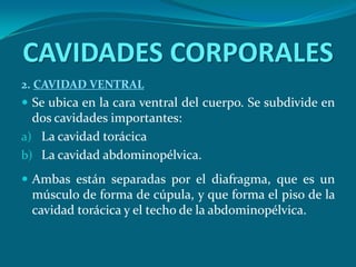 2. CAVIDAD VENTRALSe ubica en la cara ventral del cuerpo. Se subdivide en dos cavidades importantes:La cavidad torácicaLa cavidad abdominopélvica. Ambas están separadas por el diafragma, que es un músculo de forma de cúpula, y que forma el piso de la cavidad torácica y el techo de la abdominopélvica.CAVIDADES CORPORALES