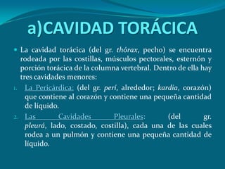 CAVIDAD TORÁCICALa cavidad torácica (del gr. thórax, pecho) se encuentra rodeada por las costillas, músculos pectorales, esternón y porción torácica de la columna vertebral. Dentro de ella hay tres cavidades menores: La Pericárdica:(del gr. perí, alrededor; kardia, corazón) que contiene al corazón y contiene una pequeña cantidad de líquido.Las Cavidades Pleurales: (del gr. pleurá, lado, costado, costilla), cada una de las cuales rodea a un pulmón y contiene una pequeña cantidad de líquido.