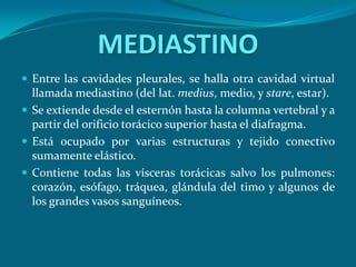 MEDIASTINOEntre las cavidades pleurales, se halla otra cavidad virtual llamada mediastino (del lat. medius, medio, y stare, estar).Se extiende desde el esternón hasta la columna vertebral y a partir del orificio torácico superior hasta el diafragma. Está ocupado por varias estructuras y tejido conectivo sumamente elástico. Contiene todas las vísceras torácicas salvo los pulmones: corazón, esófago, tráquea, glándula del timo y algunos de los grandes vasos sanguíneos. 