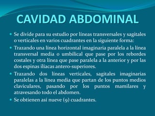 CAVIDAD ABDOMINALSe divide para su estudio por líneas transversales y sagitales o verticales en varios cuadrantes en la siguiente forma:Trazando una línea horizontal imaginaria paralela a la línea transversal media o umbilical que pase por los rebordes costales y otra línea que pase paralela a la anterior y por las dos espinas ilíacas antero-superiores.Trazando dos líneas verticales, sagitales imaginarias paralelas a la línea media que partan de los puntos medios claviculares, pasando por los puntos mamilares y atravesando todo el abdomen.Se obtienen así nueve (9) cuadrantes.