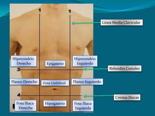 Línea Media ClavicularHipocondrio DerechoHipocondrioIzquierdoEpigastrioRebordes CostalesFlanco DerechoFlanco IzquierdoZona UmbilicalCrestas IlíacasFosa Ilíaca DerechaHipogastrioFosa IlíacaIzquierda