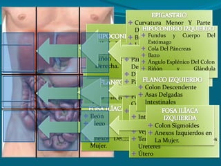 EPIGASTRIOCurvatura Menor Y Parte Del Cuerpo Del EstómagoBulbo DuodenalLóbulo Izquierdo Del Hígado Y Parte Del DerechoVesícula BiliarCabeza Del PáncreasAorta AbdominalVena Cava InferiorHIPOCONDRIO DERECHOLóbulo Derecho Del HígadoÁngulo Hepático Del ColonRiñón Y Glándula Suprarrenal Derecha.HIPOCONDRIO IZQUIERDOFundus y Cuerpo Del EstómagoCola Del PáncreasBazoÁngulo Esplénico Del ColonRiñón y Glándula Suprarrenal IzquierdaZONA UMBILICALParte Inferior Del Cuerpo Del EstómagoDuodenoParte Del YeyunoColon TransversoParte De La Cabeza Y Del Cuerpo Del PáncreasTercio Superior Y Medio De Los UréteresAorta AbdominalVena Cava InferiorFLANCO DERECHOColon AscendentePolo Inferior Del Riñón DerechoFLANCO IZQUIERDO Colon DescendenteAsas Delgadas IntestinalesFOSA ILÍACA DERECHAIleónCiegoApéndice CecalAnexos Derechos En La Mujer.HIPOGASTRIOIntestino DelgadoParte Del Colon SigmoidesVejigaTercio Inferior De Los UréteresÚteroFOSA ILÍACA IZQUIERDA Colon SigmoidesAnexos Izquierdos en La Mujer.