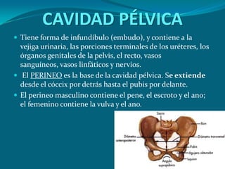 CAVIDAD PÉLVICATiene forma de infundíbulo (embudo), y contiene a la vejiga urinaria, las porciones terminales de los uréteres, los órganos genitales de la pelvis, el recto, vasos sanguíneos, vasos linfáticos y nervios. El PERINEO es la base de la cavidad pélvica. Se extiende desde el cóccix por detrás hasta el pubis por delante.El perineo masculino contiene el pene, el escroto y el ano; el femenino contiene la vulva y el ano. 