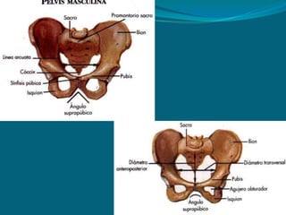 Cortes cavidades corporales