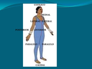 CEFÁLICOMEDIALLATERALLATERALPOSTERIORANTERIORPARALELOPARALELOCAUDAL