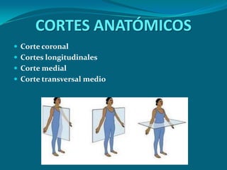CORTES ANATÓMICOSCorte coronalCortes longitudinalesCorte medialCorte transversal medio