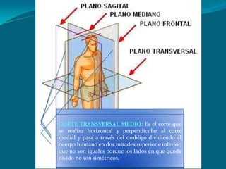 CORTES LONGITUDINALES: Estos cortes se realizan a través de las líneas parietales paralelas a la línea longitudinal media o coronal, es decir, son líneas también longitudinales pero anteriores o posteriores a la línea coronal.CORTE CORONAL: Es el corte que se realiza a través de la línea longitudinal media que pasa por las orejas y divide al cuerpo en dos partes NO IGUALES, anterior y posterior. Se llama coronal debido a que pasa por la sutura coronal (Art. del hueso frontal con los dos parietales).CORTE TRANSVERSAL MEDIO: Es el corte que se realiza horizontal y perpendicular al corte medial y pasa a través del ombligo dividiendo al cuerpo humano en dos mitades superior e inferior, que no son iguales porque los lados en que queda divido no son simétricos.CORTE MEDIAL:Línea media perpendicular al plano longitudinal que divide al cuerpo humano en dos partes iguales.