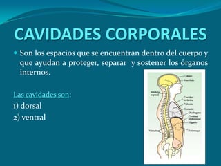 CAVIDADES CORPORALESSon los espacios que se encuentran dentro del cuerpo y que ayudan a proteger, separar  y sostener los órganos internos. Las cavidades son:1) dorsal2) ventral