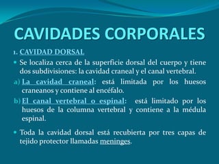1. CAVIDAD DORSALSe localiza cerca de la superficie dorsal del cuerpo y tiene dos subdivisiones: la cavidad craneal y el canal vertebral.La cavidad craneal: está limitada por los huesos craneanos y contiene al encéfalo.El canal vertebral o espinal:  está limitado por los huesos de la columna vertebral y contiene a la médula espinal.Toda la cavidad dorsal está recubierta por tres capas de tejido protector llamadas meninges.CAVIDADES CORPORALES