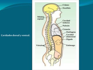 Cavidades dorsal y ventral.