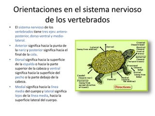 Orientaciones en el sistema nervioso
de los vertebrados
• El sistema nervioso de los
vertebrados tiene tres ejes: antero-
posterior, dorso-ventral y medio-
lateral.
• Anterior significa hacia la punta de
la nariz y posterior significa hacia el
final de la cola.
• Dorsal significa hacia la superficie
de la espalda o hacia la parte
superior de la cabeza y ventral
significa hacia la superficie del
pecho o la parte debajo de la
cabeza.
• Medial significa hacia la línea
media del cuerpo y lateral significa
lejos de la línea media, hacia la
superficie lateral del cuerpo.
 