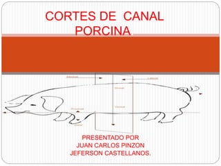 PRESENTADO POR
JUAN CARLOS PINZON
JEFERSON CASTELLANOS.
CORTES DE CANAL
PORCINA.
 