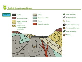 Análisis de cortes geológicos
Corte 3 Basalto
Areniscas terciarias
Calizas y areniscas
cretácicas
Conglomerados
y areniscas poco
consolidadas
Calizas
Pizarras con carbón
Pizarras
Diques de pegmatita
Hojas de árboles
Puntas de flechas
Corales
Huellas de dinosaurios
Ammonites del Jurásico
Hojas de helechos
Trilobites
 