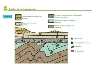Análisis de cortes geológicos
Corte 4 Conglomerados y areniscas del
Terciario
Calizas con ammonites
jurásicos
Areniscas y conglomerados con huellas de
dinosaurios triásicos
Pizarras con carbón y fósiles de
helechos
Calizas con braquiópodos del
Devónico
Huellas de dinosaurios
Ammonites
Helechos
Braquiópodos
 