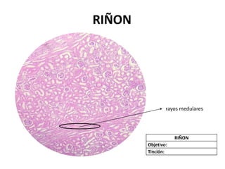 Cortes Histologicos de Citología, vistos en microscopio.pdf