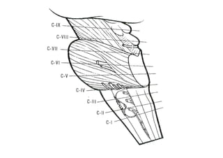 Arquitectura de tallo cerebral (cortes anatómicos).