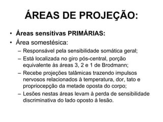 ÁREAS DE PROJEÇÃO:
• Áreas sensitivas PRIMÁRIAS:
• Área somestésica:
– Responsável pela sensibilidade somática geral;
– Está localizada no giro pós-central, porção
equivalente às áreas 3, 2 e 1 de Brodmann;
– Recebe projeções talâmicas trazendo impulsos
nervosos relacionados à temperatura, dor, tato e
propriocepção da metade oposta do corpo;
– Lesões nestas áreas levam à perda de sensibilidade
discriminativa do lado oposto à lesão.

 