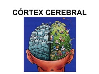 CÓRTEX CEREBRAL

 