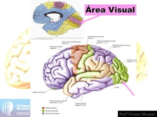 Área Visual
Profª Viviane Marques
 