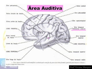 Área Auditiva
Profª Viviane Marques
 
