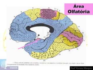 Área
Olfatória
Profª Viviane Marques
 
