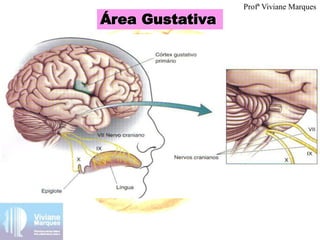 Área Gustativa
Profª Viviane Marques
 
