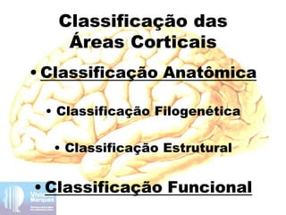 Classificação das
Áreas Corticais
• Classificação Anatômica
• Classificação Filogenética
• Classificação Estrutural
• Classificação Funcional
 