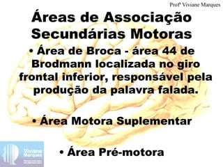 Áreas de Associação
Secundárias Motoras
• Área de Broca - área 44 de
Brodmann localizada no giro
frontal inferior, responsável pela
produção da palavra falada.
• Área Motora Suplementar
• Área Pré-motora
Profª Viviane Marques
 