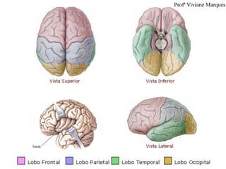 Profª Viviane Marques
 